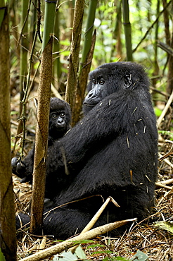 Mountain gorilla mother holding infant facing her, Sabynyo group, Volcanoes National Park, Rwanda, Africa