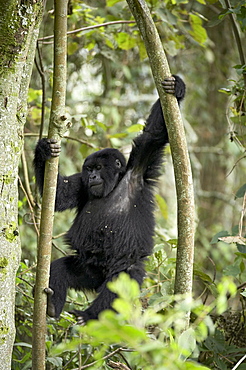 Young mountain gorilla (Gorilla gorilla beringei) playing in the trees, Amahoro A group, Volcanoes National Park, Rwanda, Africa