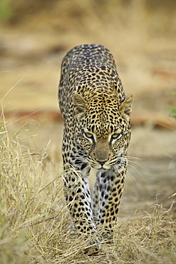 Leopard (Panthera pardus) walking straight towards the camera, Samburu National Reserve, Kenya, East Africa, Africa