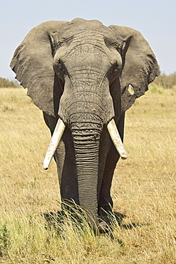 Front view of African elephant (Loxodonta africana) with a pierced ear, Masai Mara National Reserve, Kenya, East Africa, Africa