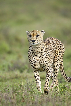 Cheetah (Acinonyx jubatus) walking towards viewer, Serengeti National Park, Tanzania, East Africa, Africa