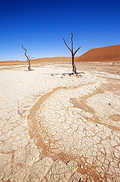 Deadvlei, Namib Naukluft Park, Namibia, Africa