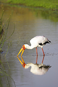 Yellow-billed stork (Mycteria ibis) fishing, with reflection, Masai Mara National Reserve, Kenya, East Africa, Africa