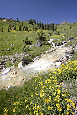 Mountain stream through Palmeto Gulch with golden aster (Chrysopsis villosa), Gunnison National Forest, Colorado, United States of America, North America