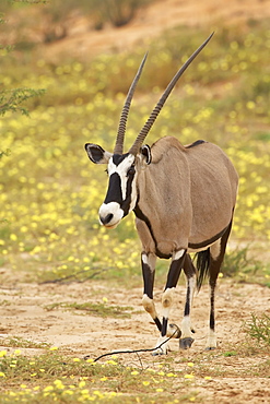 Gemsbok (South African oryx) (Oryx gazella) walking through yellow wildflowers, Kgalagadi Transfrontier Park, encompassing the former Kalahari Gemsbok National Park, Northern Cape, South Africa, Africa