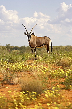 Gemsbok (South African oryx) (Oryx gazella) standing among yellow wildflowers, Kgalagadi Transfrontier Park, encompassing the former Kalahari Gemsbok National Park, Northern Cape, South Africa, Africa