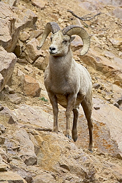 Bighorn sheep (Ovis canadensis) ram on rocky slope, Colorado, United States of America, North America