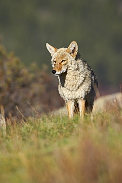 Coyote (Canis latrans), Rocky Mountain National Park, Colorado, United States of America, North America