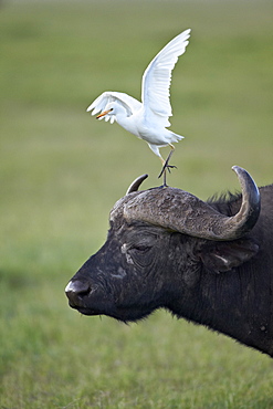 Cape buffalo (African buffalo) (Syncerus caffer) and cattle egret (Bubulcus ibis), Ngorongoro Crater, Tanzania, East Africa, Africa