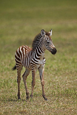 Common zebra (plains zebra) (Burchell's zebra) (Equus burchelli) colt, Ngorongoro Crater, Tanzania, East Africa, Africa