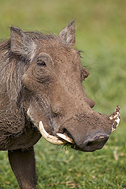 Warthog (Phacochoerus aethiopicus), Ngorongoro Crater, Tanzania, East Africa, Africa