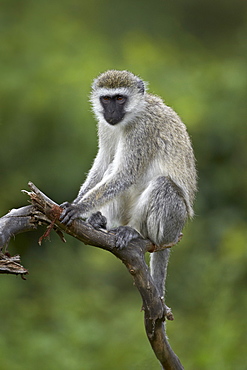 Grivet (Chlorocebus aethiops), Ngorongoro Crater, Tanzania, East Africa, Africa