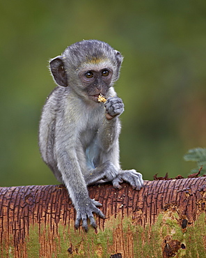 Young Grivet (Chlorocebus aethiops), Ngorongoro Crater, Tanzania, East Africa, Africa