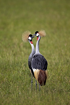 Grey crowned crane (Southern crowned crane) (Balearica regulorum) pair, Ngorongoro Crater, Tanzania, East Africa, Africa