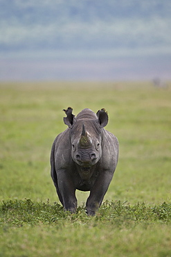 Black rhinoceros (hook-lipped rhinoceros) (Diceros bicornis), Ngorongoro Crater, Tanzania, East Africa, Africa