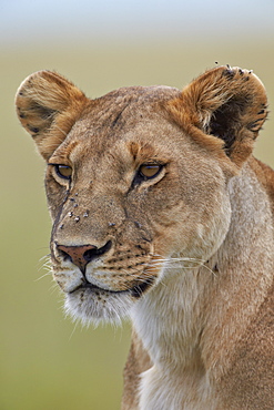 Lioness (Panthera leo) covered with flies, Serengeti National Park, Tanzania, East Africa, Africa 