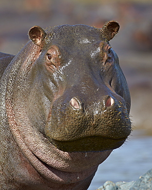 Hippopotamus (Hippopotamus amphibius), Serengeti National Park, Tanzania