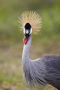 Grey crowned crane (Southern crowned crane) (Balearica regulorum), Serengeti National Park, Tanzania, East Africa, Africa 