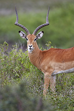 Impala (Aepyceros melampus) buck, Serengeti National Park, Tanzania, East Africa, Africa 