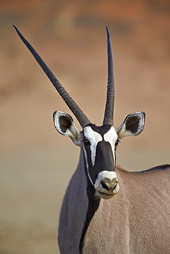 Gemsbok (South African oryx) (Oryx gazella), Kgalagadi Transfrontier Park, encompassing the former Kalahari Gemsbok National Park, South Africa, Africa 