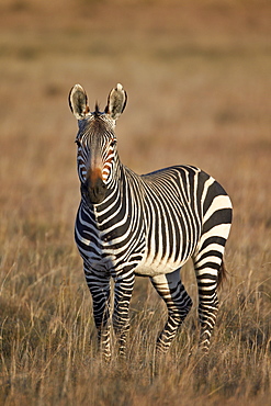 Cape mountain zebra (Equus zebra zebra) stallion, Mountain Zebra National Park, South Africa, Africa 