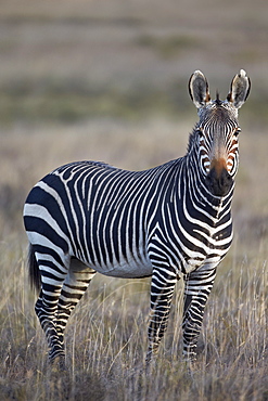 Cape mountain zebra (Equus zebra zebra) stallion, Mountain Zebra National Park, South Africa, Africa 