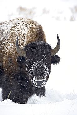 Bison (Bison bison) in a snowstorm, Yellowstone National Park, Wyoming, United States of America, North America