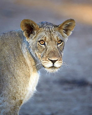 Young lion (Panthera leo), Kgalagadi Transfrontier Park, encompassing the former Kalahari Gemsbok National Park, South Africa, Africa 