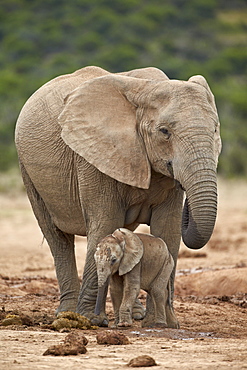 African elephant (Loxodonta africana) mother and baby, Addo Elephant National Park, South Africa, Africa 