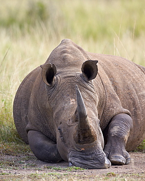 White rhinoceros (Ceratotherium simum), Hluhluwe Game Reserve, South Africa, Africa 