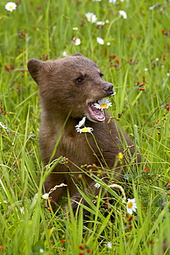 Grizzly bear (Ursus horribilis) cub in captivity, eating an oxeye daisy (Leucanthemum vulgare) flower, Sandstone, Minnesota, United States of America, North America