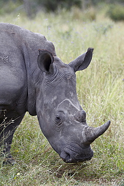 White rhinoceros (Ceratotherium simum), Kruger National Park, South Africa, Africa 