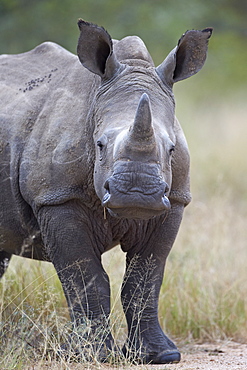 Young white rhinoceros (Ceratotherium simum), Kruger National Park, South Africa, Africa 