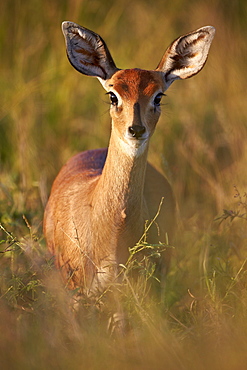 Female Steenbok (Raphicerus campestris), Kruger National Park, South Africa, Africa