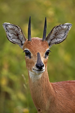 Male Steenbok (Raphicerus campestris), Kruger National Park, South Africa, Africa