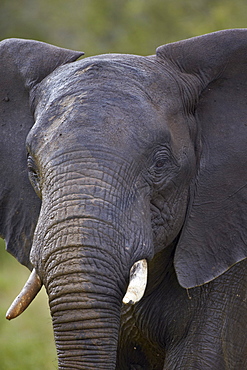 African Elephant (Loxodonta africana), Kruger National Park, South Africa, Africa