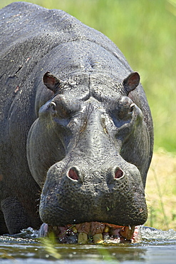 Hippopotamus (Hippopotamus amphibius) entering the water, Greater Limpopo Transfrontier Park, encompassing the former Kruger National Park, South Africa, Africa