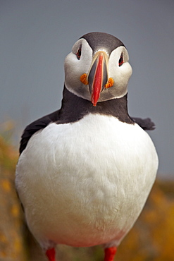 Atlantic Puffin (Fratercula arctica), Iceland, Polar Regions