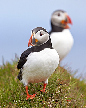 Atlantic Puffin (Fratercula arctica), Iceland, Polar Regions