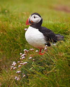 Atlantic Puffin (Fratercula arctica), Iceland, Polar Regions