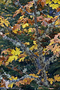 Bigleaf maple (Oregon maple) (Acer macrophyllum) in the fall, Mount Hood National Forest, Oregon, United States of America, North America