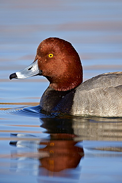 Redhead (Aythya americana) swimming, Clark County, Nevada, United States of America, North America