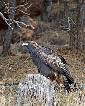 Golden eagle (Aquila chrysaetos), Custer State Park, South Dakota, United States of America, North America