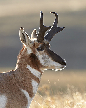 Pronghorn (Antilocapra americana) buck, Custer State Park, South Dakota, United States of America, North America