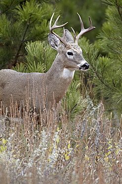 White-tailed deer (whitetail deer) (Virginia deer) (Odocoileus virginianus) buck, Custer State Park, South Dakota, United States of America, North America