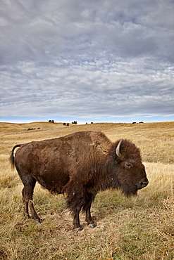 Bison (Bison bison) cow, Custer State Park, South Dakota, United States of America, North America