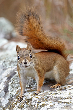 American red squirrel (red squirrel) (Spruce squirrel) (Tamiasciurus hudsonicus), Custer State Park, South Dakota, United States of America, North America