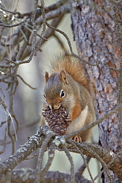 American red squirrel (red squirrel) (spruce squirrel) (Tamiasciurus hudsonicus) with a pine cone, Custer State Park, South Dakota, United States of America, North America