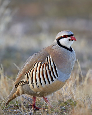 Chukar (Alectoris chukar), Antelope Island State Park, Utah, United States of America, North America