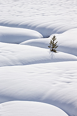 Lone evergreen tree in the snow with a meandering stream, Grand Teton National Park, Wyoming, United States of America, North America